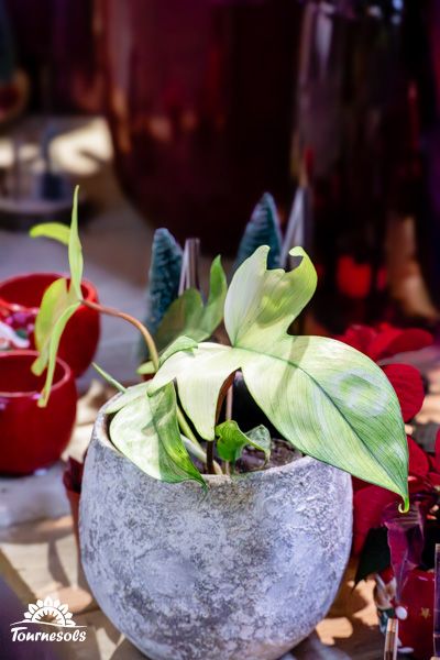 Plante d'intérieur Philodendron Florida Ghost aux grandes feuilles blanches et vertes, idéale pour la décoration maison.